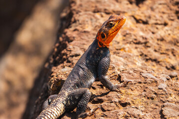 A male agama lizard on a volcanic rock at Nakuru, Kenya