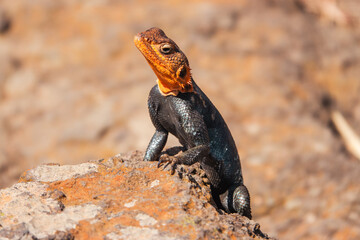 A male agama lizard on a volcanic rock at Nakuru, Kenya