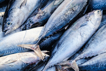 Obraz premium Fresh tuna fish frozen sell in traditioanal fishery market