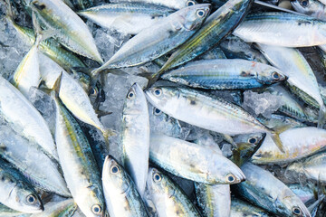 Fresh tuna fish frozen sell in traditioanal fishery market