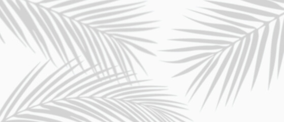 White background with tropical palm leaves shadows