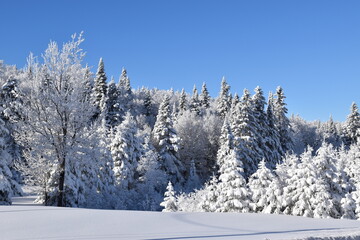 A frosty forest under a blue sky, Québec, Canada