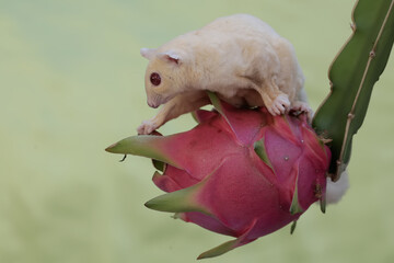An albino sugar glider is eating dragon fruit that is ripe on a tree. This mammal has the scientific name Petaurus breviceps.
