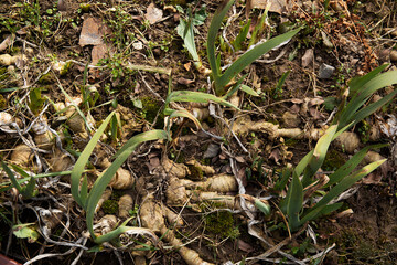 Iris flower root in the summer garden
