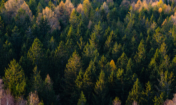Detail of forest in autumn lighten up by sunset light in CHKO Brdy.