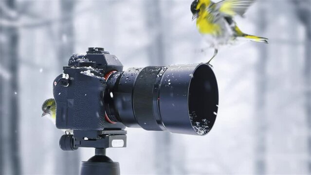 Slow motion of cute yellow bird siskin finch sit on a camera in winter forest wildlife nature background, Carduelis spinus