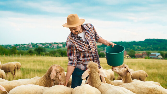 Caucasian male farmer feeding herd of sheep in field on summer day. Handsome man worker in meadow with livestock. Shepherd working in farm. Outdoor. Paddock of sheep. Eco pasture.