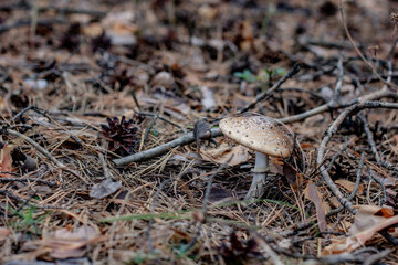 close up of a mushroom