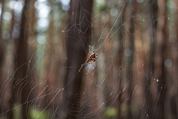 spider on web