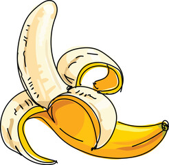 hand drawn vector color illustration of banana