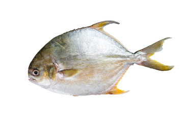 Fresh raw fish pompano on kitchen table.  Isolated, transparent background.