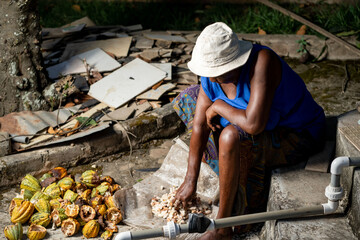 unidentified aged woman sorting broken cocoa- traditional small scale farmer harvesting crop