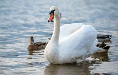 Naklejka premium Swans swim in the lake 
