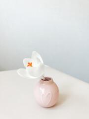 White spring crocus flowers in pink vase