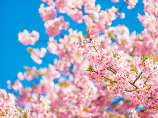 【春】青空の下の満開の桜の花　河津桜