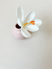 White spring crocus flowers in pink vase