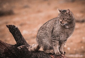 Felis silvestris