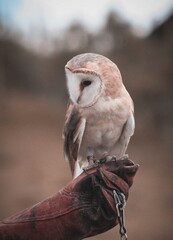 Tyto alba