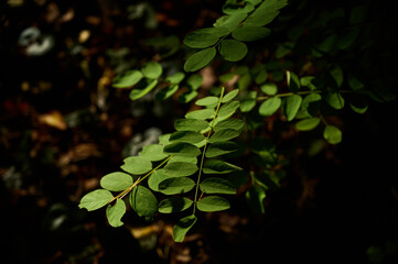 Acacia leaf in the forest illuminated by the rays of the sun
