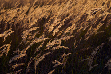 Obraz premium Autumn landscape of a meadow overgrown with dry grass against the background of yellow birches.