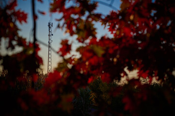 Cell phone mast between red oak leaves.
