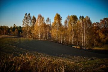 A Polish field near the forest is preparing for winter