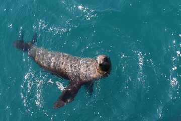Seals swim and perform acrobatic movements