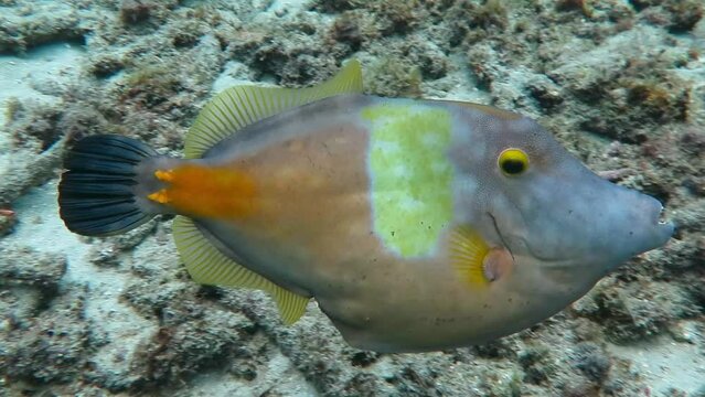 Whitespotted filefish (Cantherhines macrocerus) swimming in the sea. Tropical marine animal. Underwater video from scuba diving with fish. Aquatic wildlife.