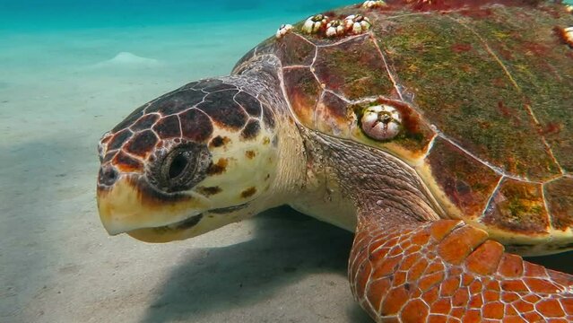 Curious big loggerhead sea turtle (Caretta caretta) swimming close to the camera. Tropical marine life. Underwater video from scuba diving with aquatic animal. Turtles underwater.