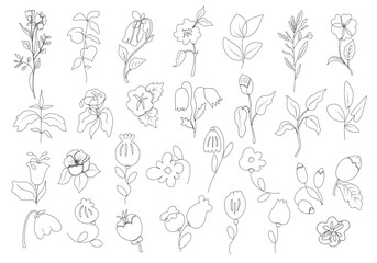 Outline floral set. Black thin line flowers isolated on white background. Flowers collection black outline illustrations.