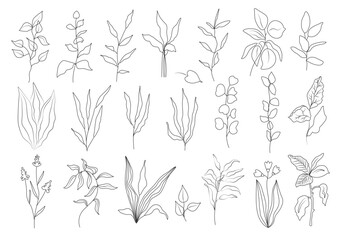 Artistic foliage natural grass leaves in line style. Decorative beauty is an elegant illustration for the design of a hand-drawn flower.