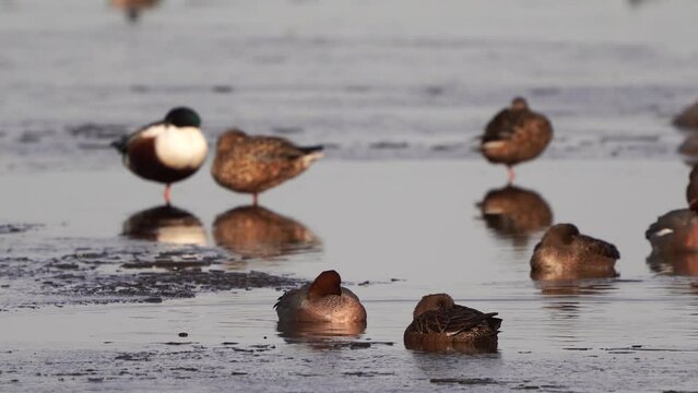 Eurasian wigeons or European wigeons (Mareca penelope) resting in a hole in the ice on a frozen pond