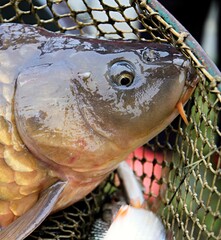 big fish just been caught from the sea no people stock image stock photo