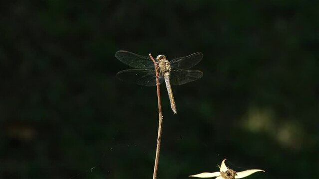 Libellula posata su di un ramo