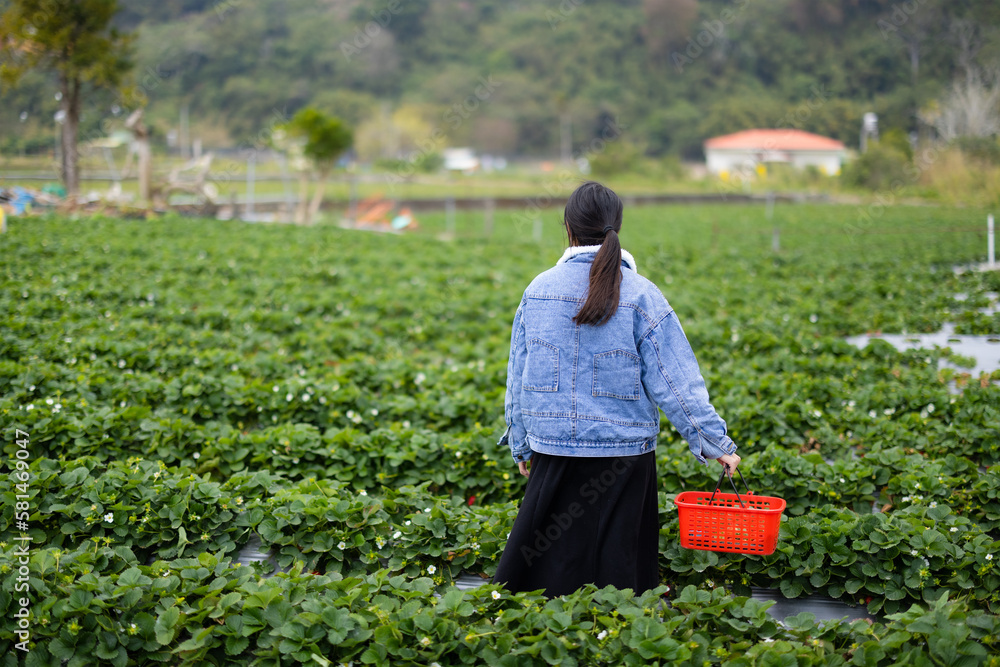 Poster Woman pick a ripe strawberry in strawberry field