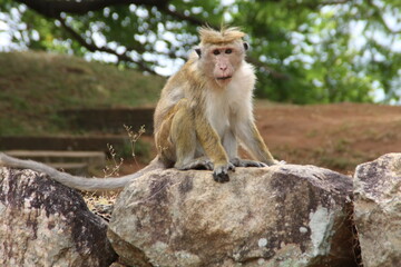 monkey in sigiriya,
