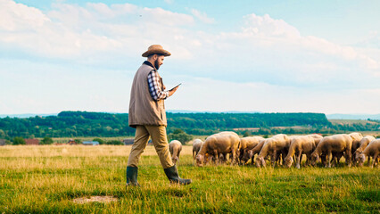 Caucasian male farmer in hat walking and using tablet device while flock of sheep grazing. Herd of...