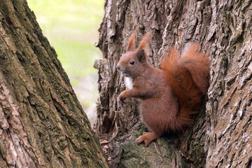 eurasisches eichhörnchen © Kalle Kolodziej