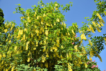 Fototapeta na wymiar Yellow colored wisteria, Ashikaga, Tochigi, Japan