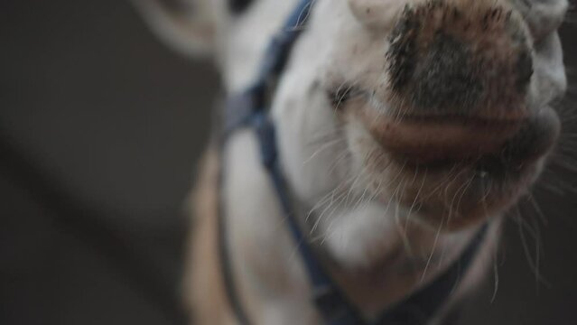 A white horse with different eye colors shakes his head, slow-motion close-up.