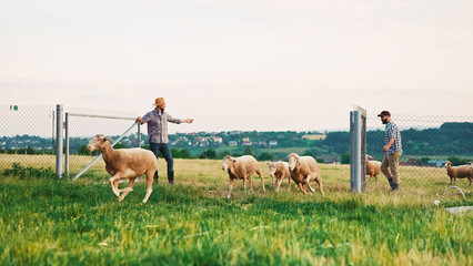 Two Caucasian males shepherds riding down fock of sheep over fence and gate in grassland. Summer day. Outside. Men farmers with herd of lambs in countryside farm. Animals farming. - Powered by Adobe