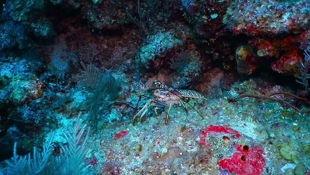 Red caribbean spiny lobster (Panulirus argus) hiding on the coral reef. Marine life, animal in the deep ocean. Lobster and corals, underwater video from scuba diving. 