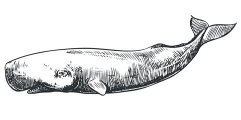 Graphical hand painted whale isolated on white background. Vector illustration. Sperm whale © Tata Pilip