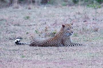 African leopard lying down in the Maasai Mara