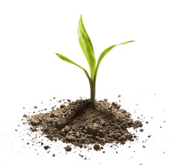 sprout sprouting on transparent background.