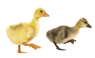 Cute little gosling Farm animals - 581474067