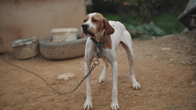 an emaciated hound dog tied to a chain, It wags its tail., slow motion.
