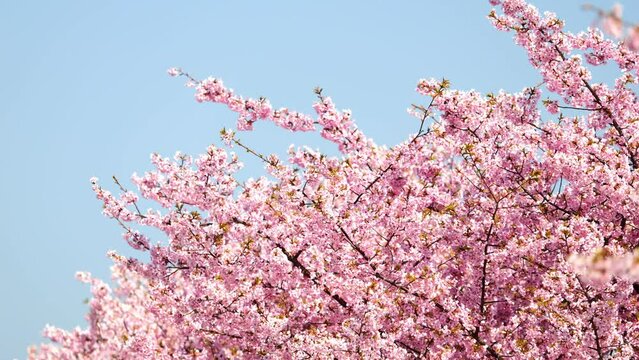 【春】風にゆれる青空の下の桜の花　河津桜