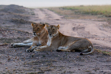 Lionesses relax by a dirt path in the Maasai Mara