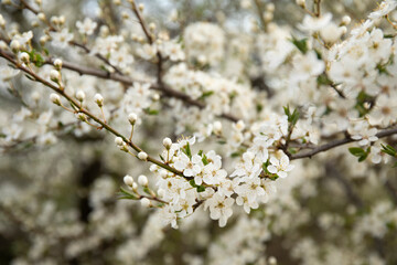 Branch of a blossoming tree in a spring garden with sunlights